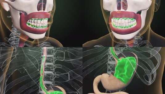食物从嘴到胃的过程高清在线视频素材下载