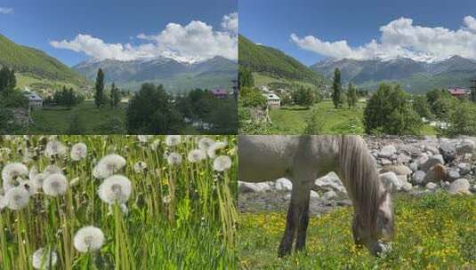 草地雪山蒲公英山川河流 高加索山脉高清在线视频素材下载