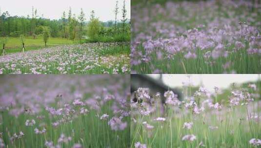 公园绿化鲜花野花高清在线视频素材下载