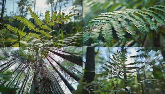 森林清晨树林阳光大自然生态植物树叶风景风高清在线视频素材下载