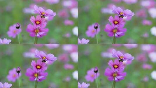 格桑花合集 格桑花海 野花盛开 格桑花升格高清在线视频素材下载