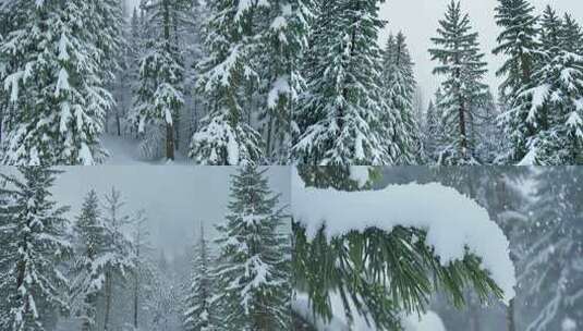 冬雪初降 银装素裹 松林冰挂 冷峻奇景高清在线视频素材下载