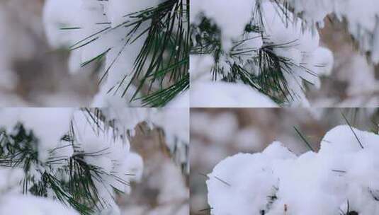 积雪冬天松树雪景下雪寒冷自然写意空镜实拍高清在线视频素材下载