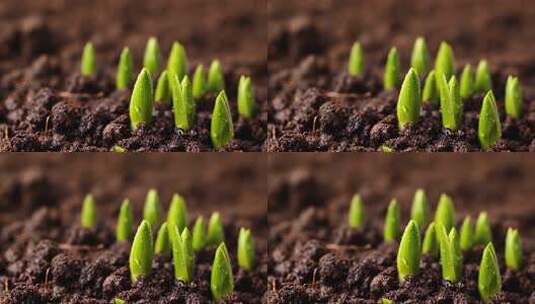 破土而出的嫩绿植物高清在线视频素材下载