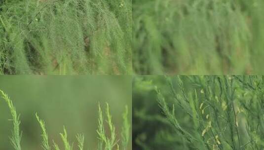 北方农村芦笋种植一组09高清在线视频素材下载