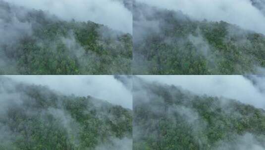 航拍云雾缭绕的森林全景高清在线视频素材下载