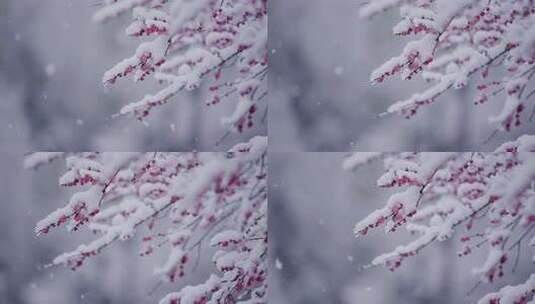 大雪纷飞雪中绽放的梅花高清在线视频素材下载