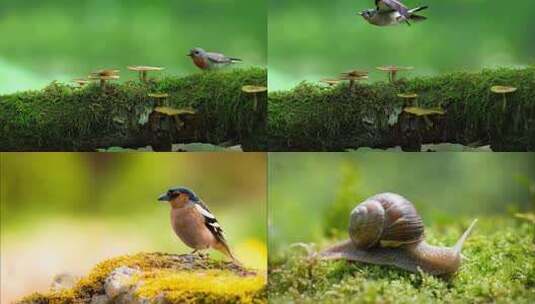 树枝上的小鸟与苔藓蘑菇高清在线视频素材下载