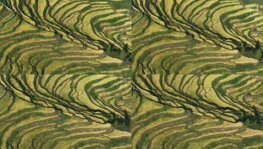 航拍浙江丽水云和梯田 秋天丰收的金色稻田高清在线视频素材下载