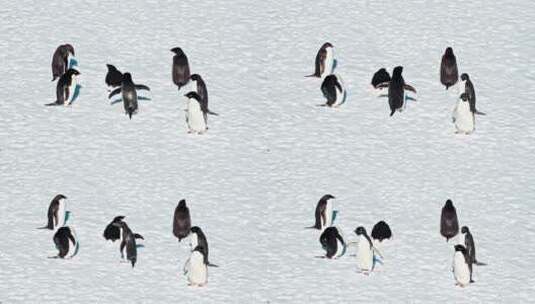 七只企鹅在雪地上晒太阳高清在线视频素材下载
