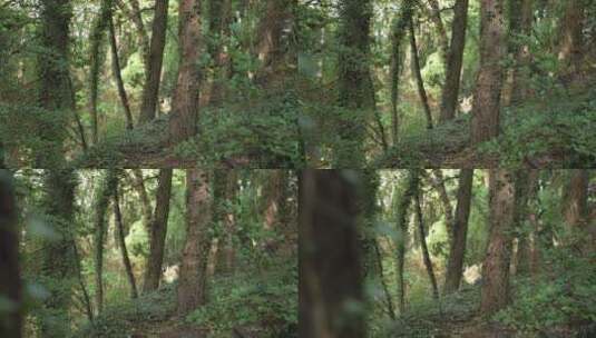 拉焦点拍摄树上的藤蔓高清在线视频素材下载