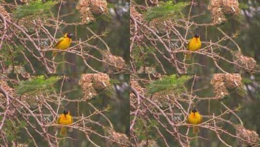 栖息在树枝上的鸟飞走了高清在线视频素材下载