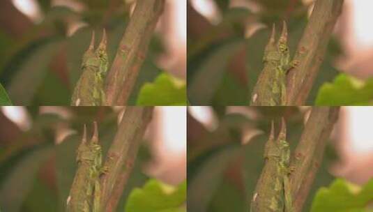 蜥蜴慢慢爬上树枝高清在线视频素材下载