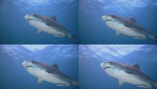 海底庞大的鲨鱼高清在线视频素材下载