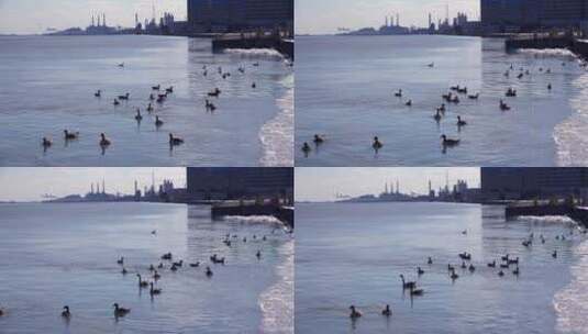 河水里的水鸭高清在线视频素材下载