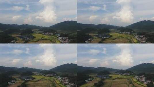 航拍美丽乡村金黄稻田农业种植高清在线视频素材下载