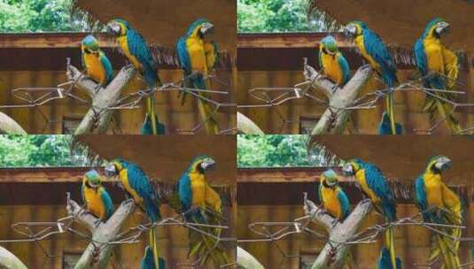 动物园里的鹦鹉高清在线视频素材下载
