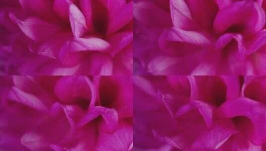 粉红色花瓣特写高清在线视频素材下载