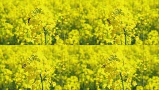 油菜花 蜜蜂采蜜高清在线视频素材下载