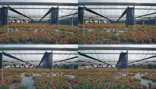 鲜花培育种植基地苗圃高清在线视频素材下载