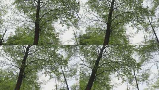 嫩绿的树林高清在线视频素材下载