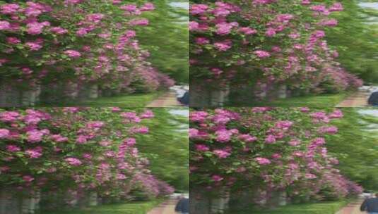 路边盛开的蔷薇花高清在线视频素材下载