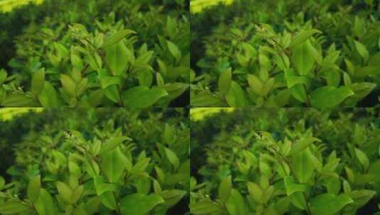 实拍大自然绿色蔬菜植物鲜花高清在线视频素材下载