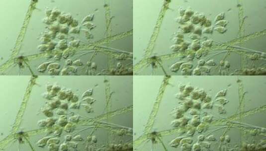 生命科学纪录片素材，显微镜下的生物钟虫1高清在线视频素材下载