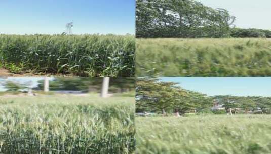 小麦合集高清在线视频素材下载