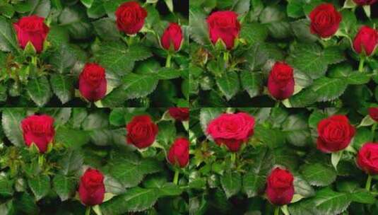 红玫瑰灌木丛绽放高清在线视频素材下载