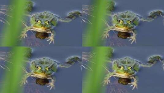 青蛙在水里蹬腿可爱宠物动物高清在线视频素材下载