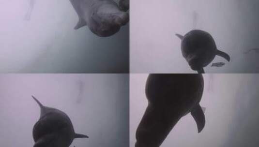 大西洋潜水水下拍摄海豚高清在线视频素材下载
