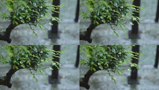 雨天树叶水滴高清在线视频素材下载