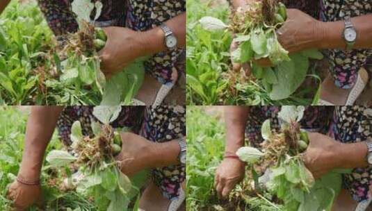 东北农村摘菜高清在线视频素材下载
