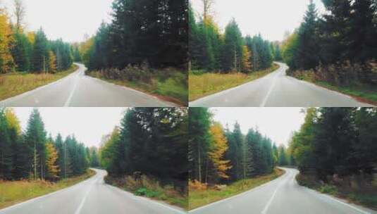 美丽的森林大道高清在线视频素材下载