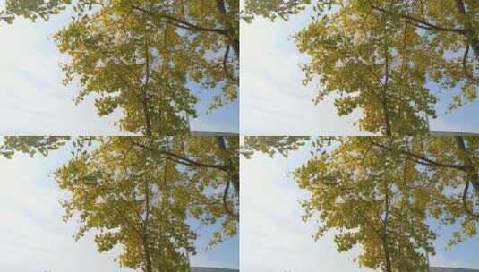 秋季秋天美丽银杏树高清在线视频素材下载