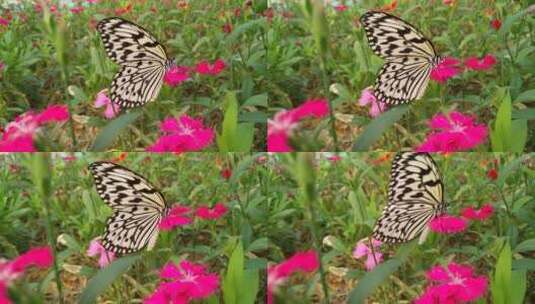 美丽蝴蝶蝴蝶展览高清在线视频素材下载