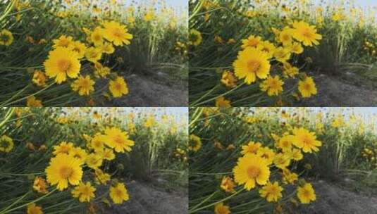 高清花草植物素材——金鸡菊（手机原文件）高清在线视频素材下载