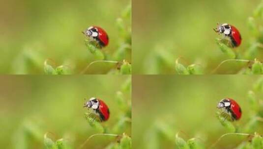 森林绿草中瓢虫的特写野生动物高清在线视频素材下载