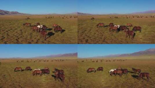 原创 新疆巴音布鲁克草原牧场农场高清在线视频素材下载