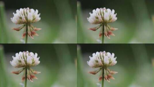白色的三叶草花生长在绿色的田野特写高清在线视频素材下载