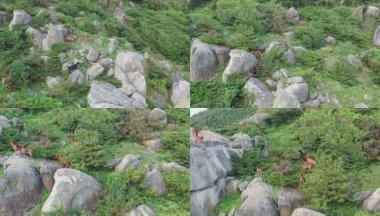 山上的山羊在岩石峭壁上爬行山上石头羊群高清在线视频素材下载