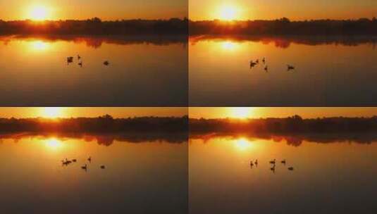 夕阳下湖面自由自在的黑天鹅高清在线视频素材下载