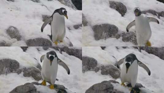 企鹅在雪地中奔跑高清在线视频素材下载