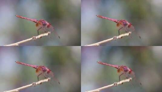 树枝上的紫红色蜻蜓高清在线视频素材下载