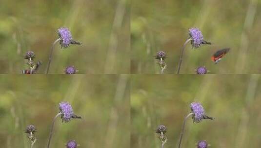 停留在花朵上的蝴蝶和蜜蜂高清在线视频素材下载