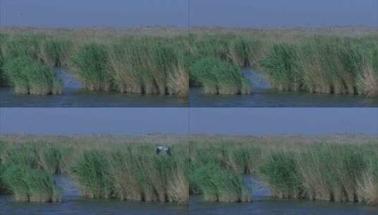 宁夏 沙湖芦苇荡 风吹芦苇丛摆动远景高清在线视频素材下载