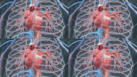 人体 器官 心脏 心血管 心跳 循环系统高清在线视频素材下载