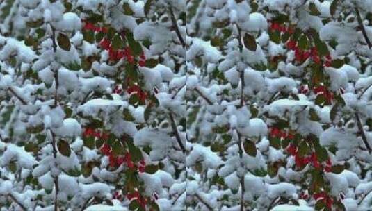 被雪覆盖的树枝高清在线视频素材下载