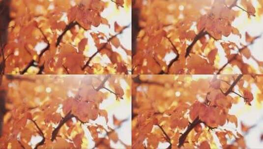 阳光照射下的金色树叶高清在线视频素材下载